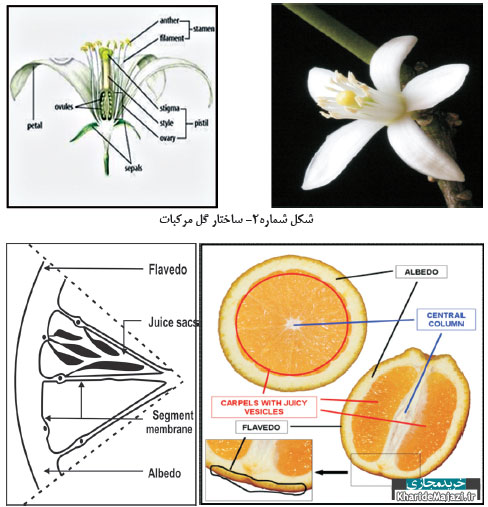 مختصری از گیاه شناسی درختان مرکبات