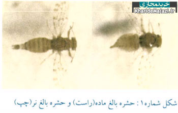 آشنایی با آفت پسیل پسته