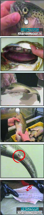 راهنمای تصویری طرز تشخیص ماهی سالم و فاسد