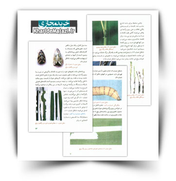 کتاب آفت ها و بیماری های مهم برنج و روشهای کنترل آنها