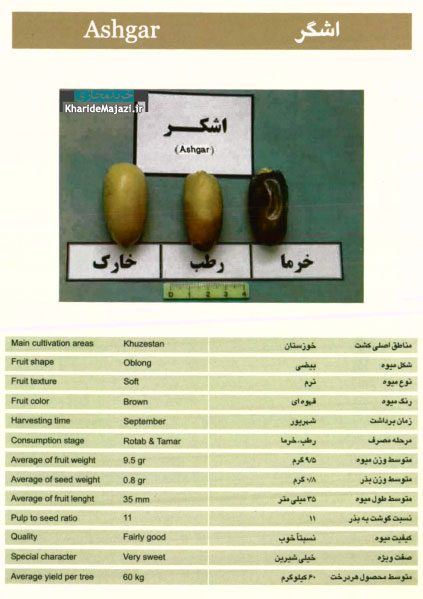 معرفی تصویری ارقام مختلف خرما