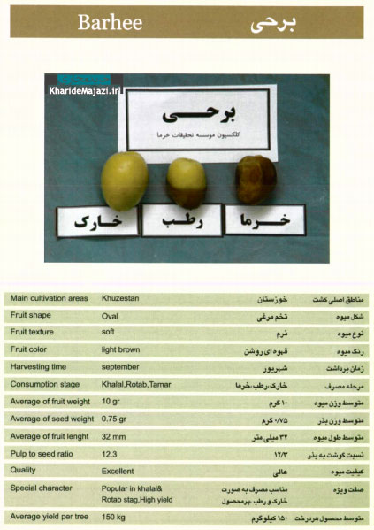 معرفی تصویری ارقام مختلف خرما