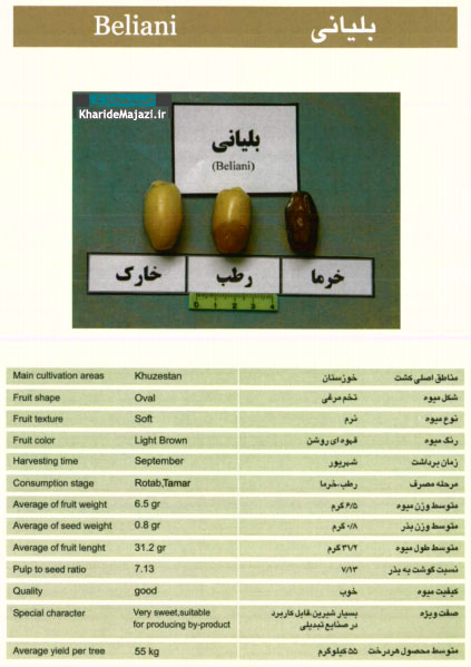 معرفی تصویری ارقام مختلف خرما