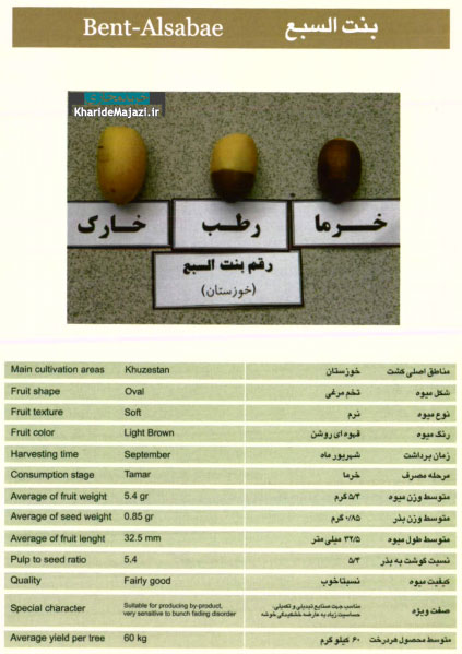 معرفی تصویری ارقام مختلف خرما