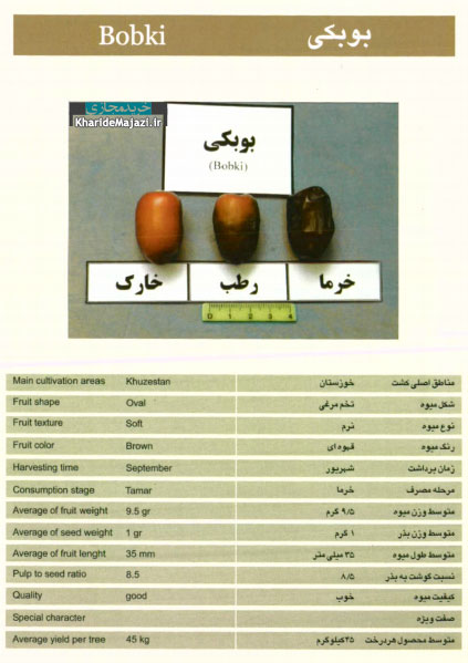 معرفی تصویری ارقام مختلف خرما