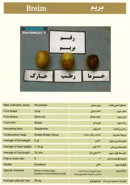 معرفی تصویری ارقام مختلف خرما