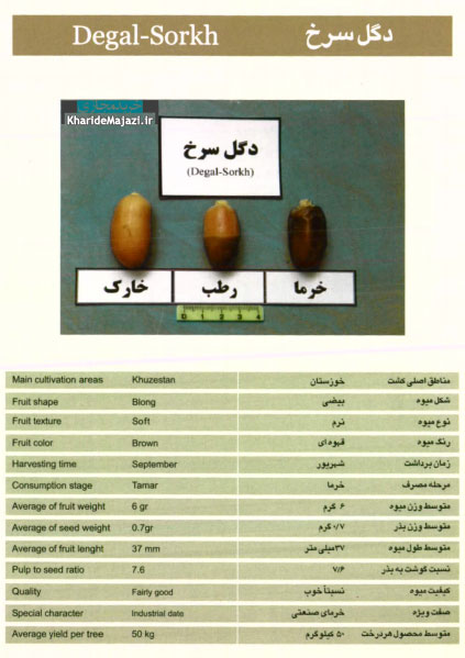 معرفی تصویری ارقام مختلف خرما