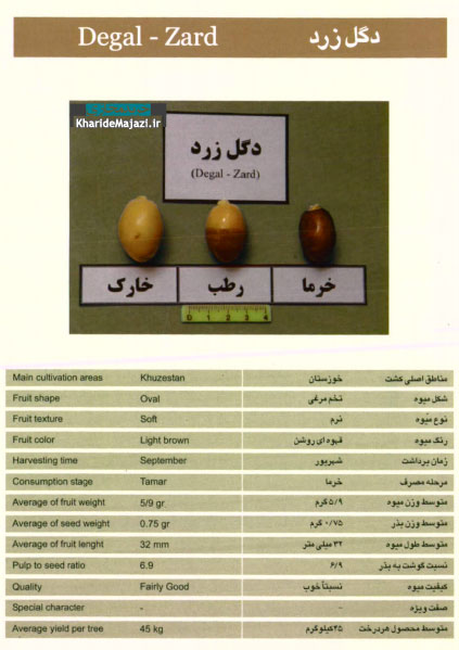 معرفی تصویری ارقام مختلف خرما