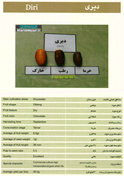 معرفی تصویری ارقام مختلف خرما