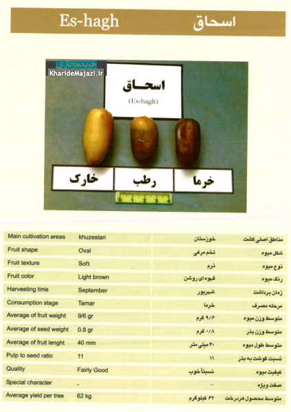 معرفی تصویری ارقام مختلف خرما