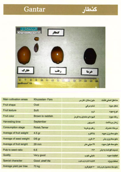 معرفی تصویری ارقام مختلف خرما