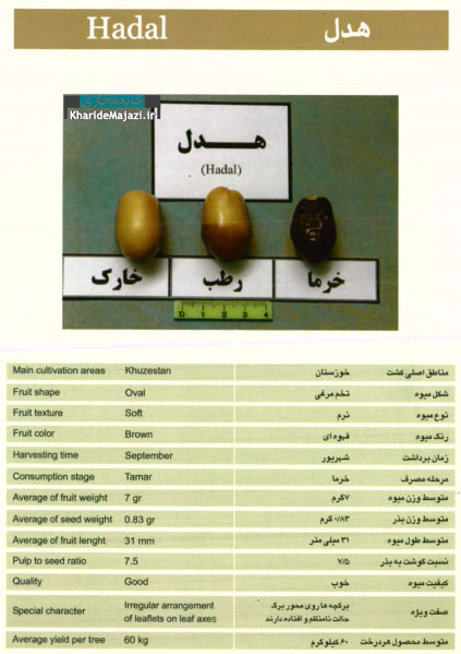 معرفی تصویری ارقام مختلف خرما