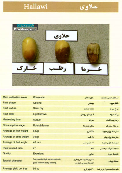 معرفی تصویری ارقام مختلف خرما