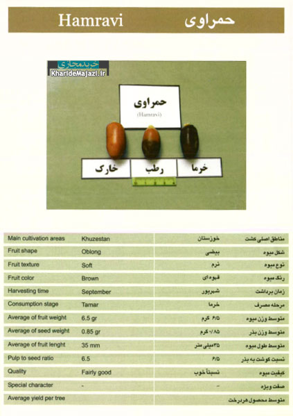 معرفی تصویری ارقام مختلف خرما