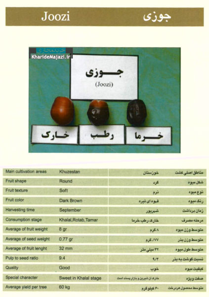 معرفی تصویری ارقام مختلف خرما