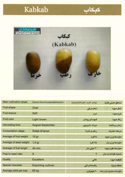 معرفی تصویری ارقام مختلف خرما