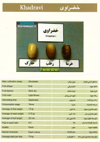 معرفی تصویری ارقام مختلف خرما