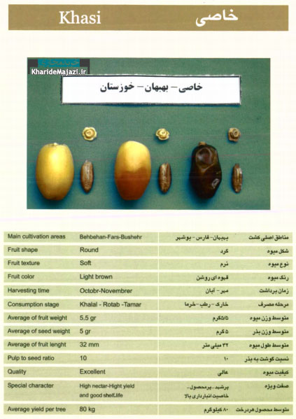 معرفی تصویری ارقام مختلف خرما