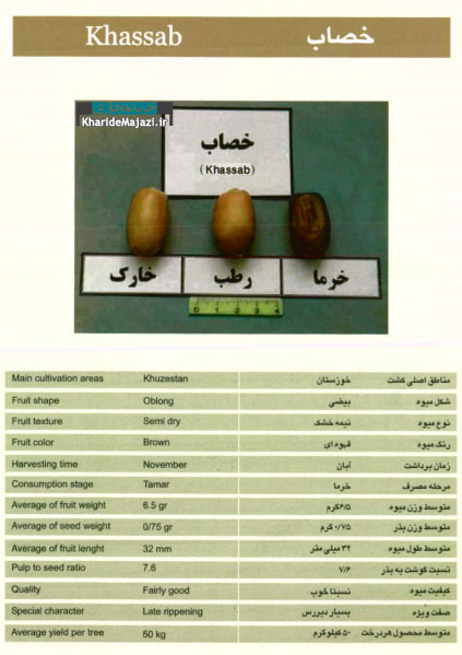 معرفی تصویری ارقام مختلف خرما