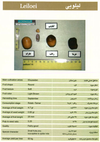 معرفی تصویری ارقام مختلف خرما