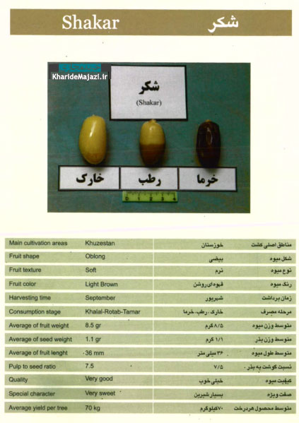 معرفی تصویری ارقام مختلف خرما