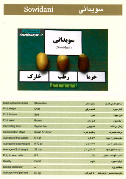 معرفی تصویری ارقام مختلف خرما