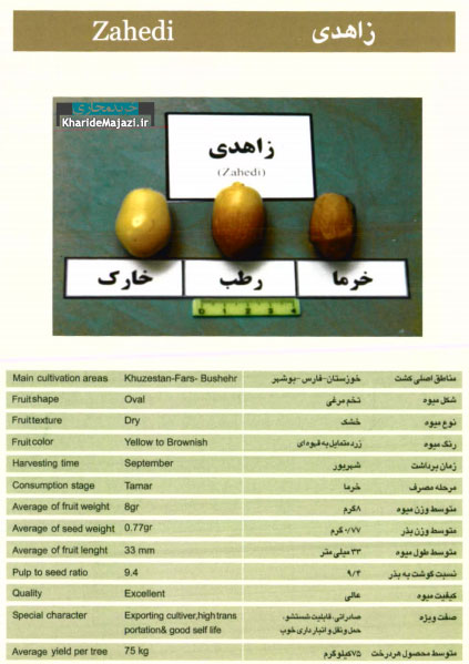 معرفی تصویری ارقام مختلف خرما