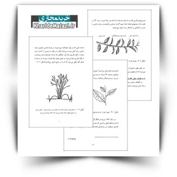 کتاب آموزشی ازدیاد غیرجنسی چای