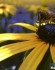 آشنایی با محصولات زنبور عسل