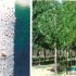 آفت شته مومی صنوبر