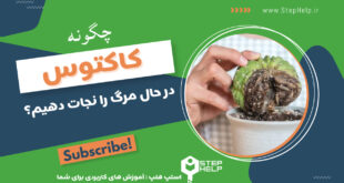 آموزش نجات کاکتوس از خشکیدگی