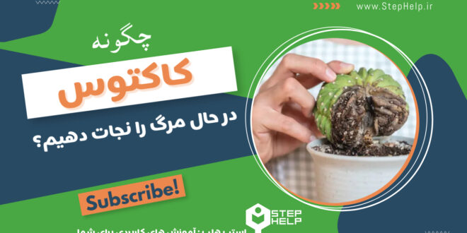 آموزش نجات کاکتوس از خشکیدگی